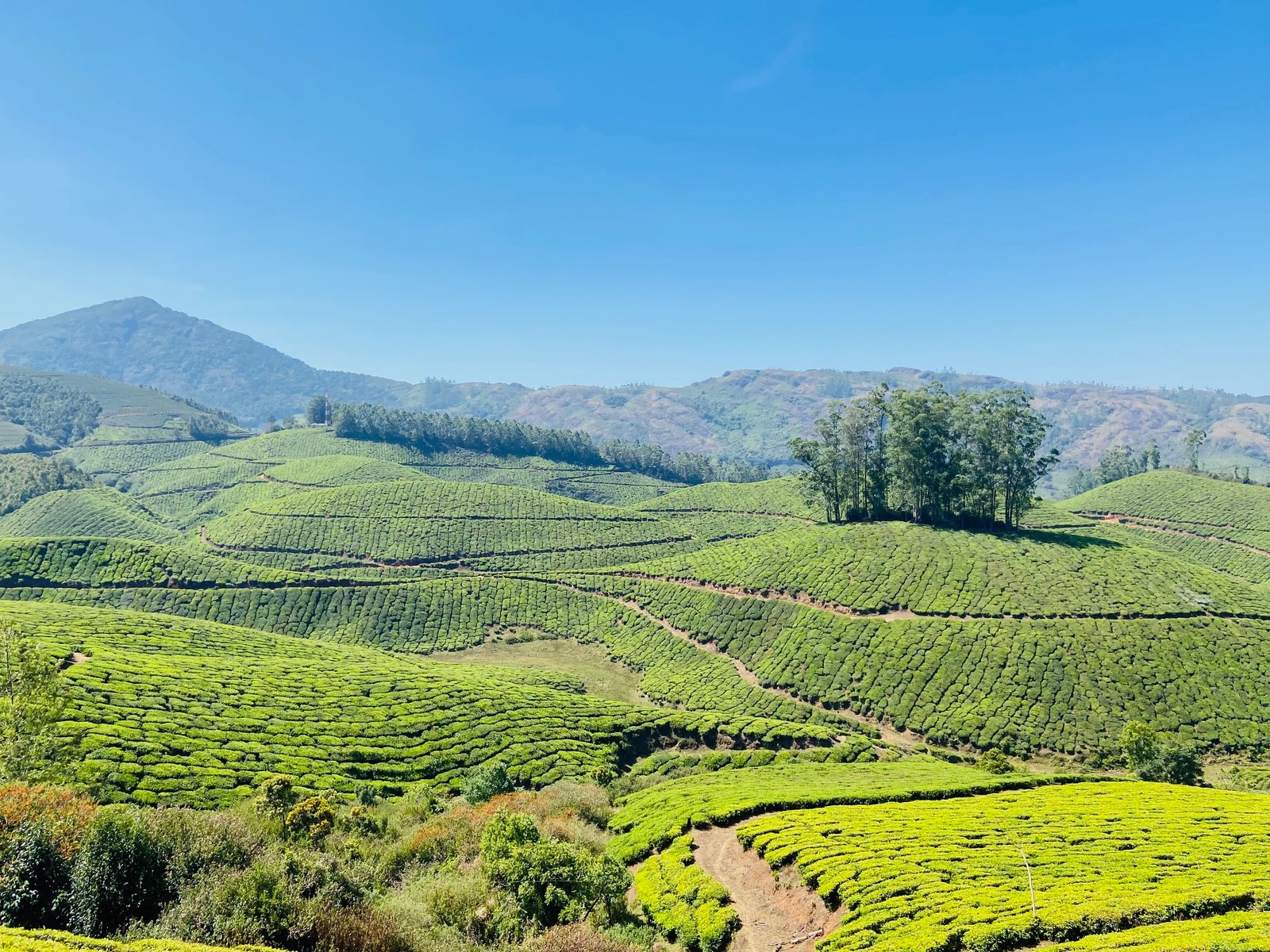 Jeep Safari in Thekkady, Thekkady Jeep Safari, Jungle Jeep Safari Thekkady, Tour Packages in Thekkady, Sightseeing Packages in Thekkady
