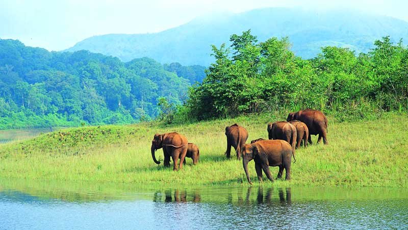 Jeep Safari in Thekkady, Thekkady Jeep Safari, Jungle Jeep Safari Thekkady, Tour Packages in Thekkady, Sightseeing Packages in Thekkady, Car Rentals in Thekkady